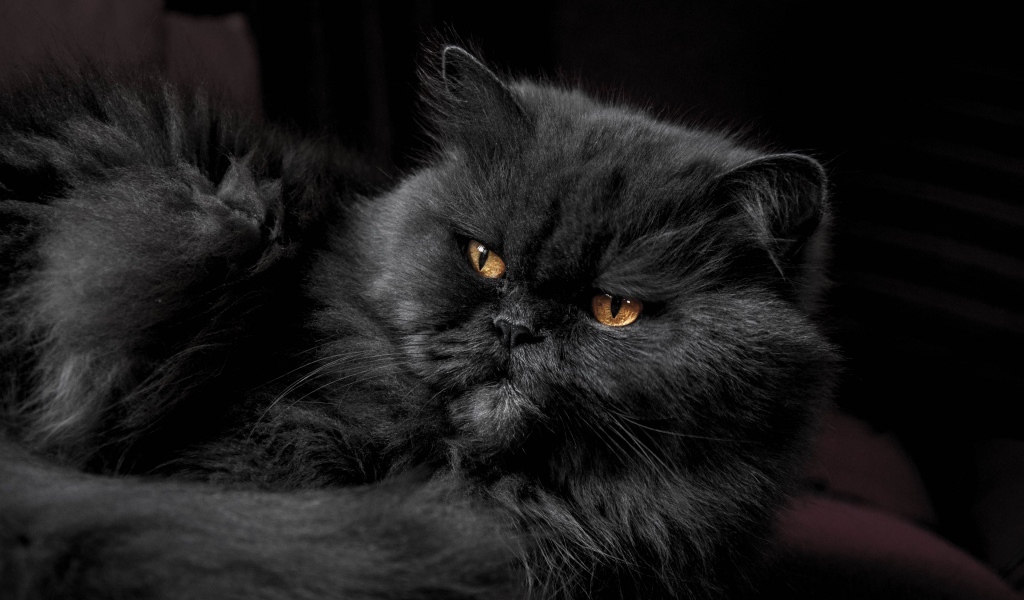 Пушистый породистый черный кот с желтыми глазами