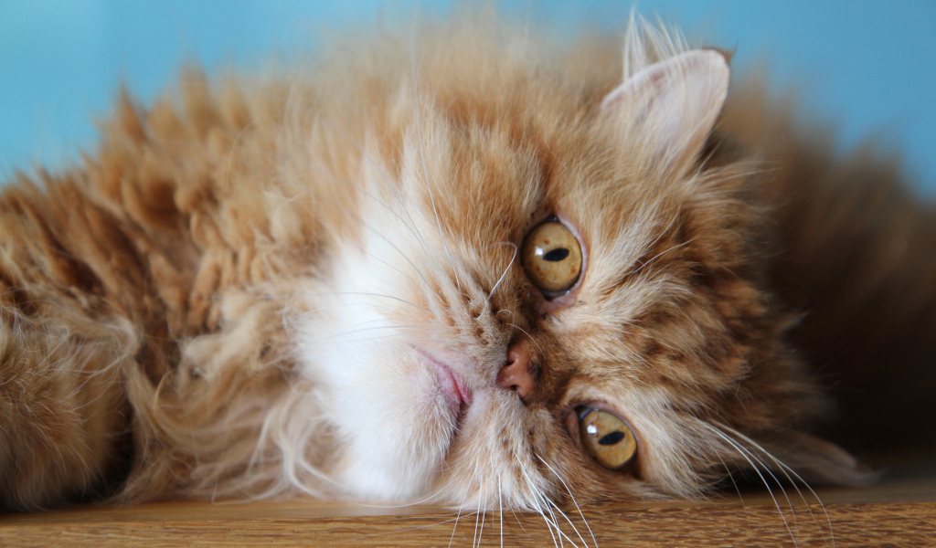 Пушистый рыжий персидский кот лежит на полу