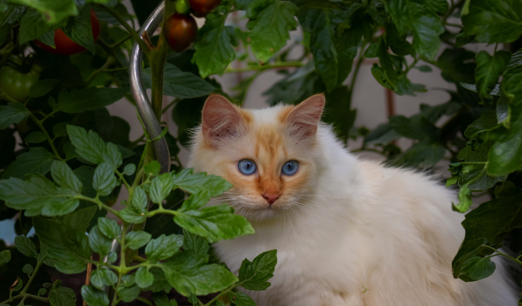 Пушистый породистый голубоглазый кот сидит в помидорах