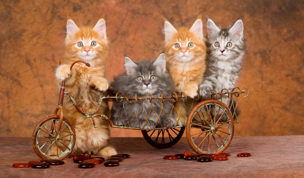 Забавные котята породы мейн кун в игрушечном велосипеде 