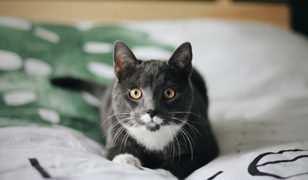 Забавный пепельный кот лежит на кровати 