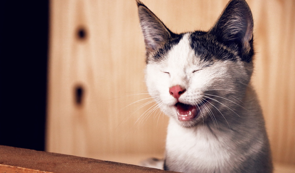 Забавный черно белый кот улыбается 