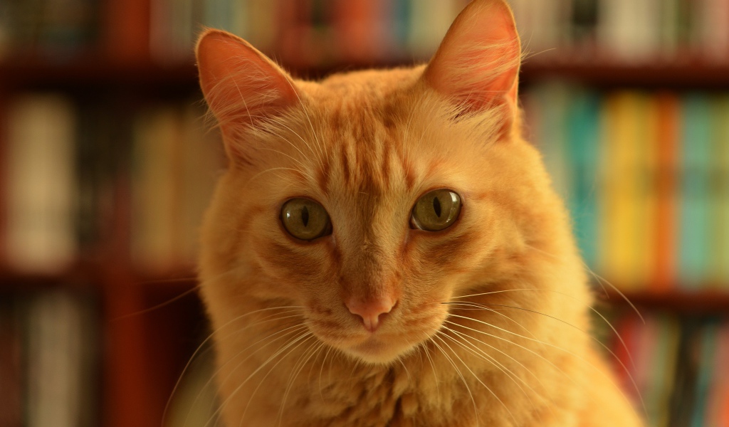 Забавная морда рыжего кота крупным планом 