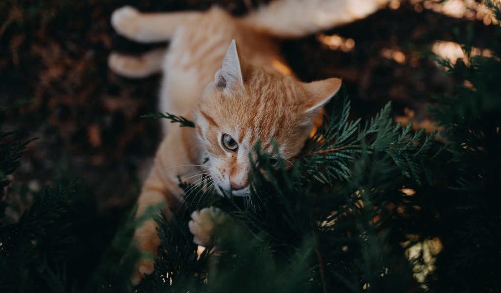Забавный рыжий кот с зеленых ветках