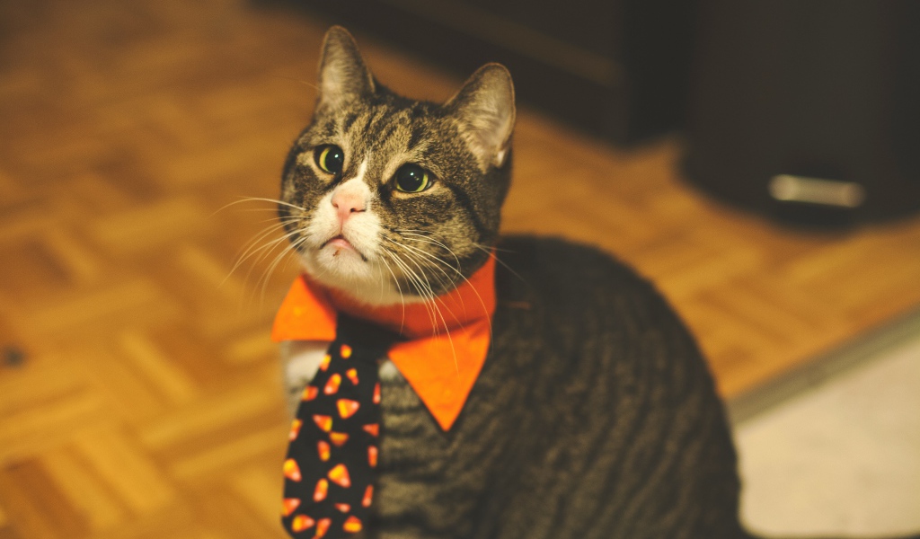 Смешной серый кот в галстуке