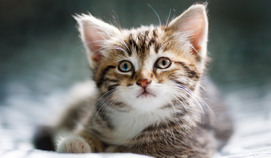 Забавный серый котенок лежит на кровати 