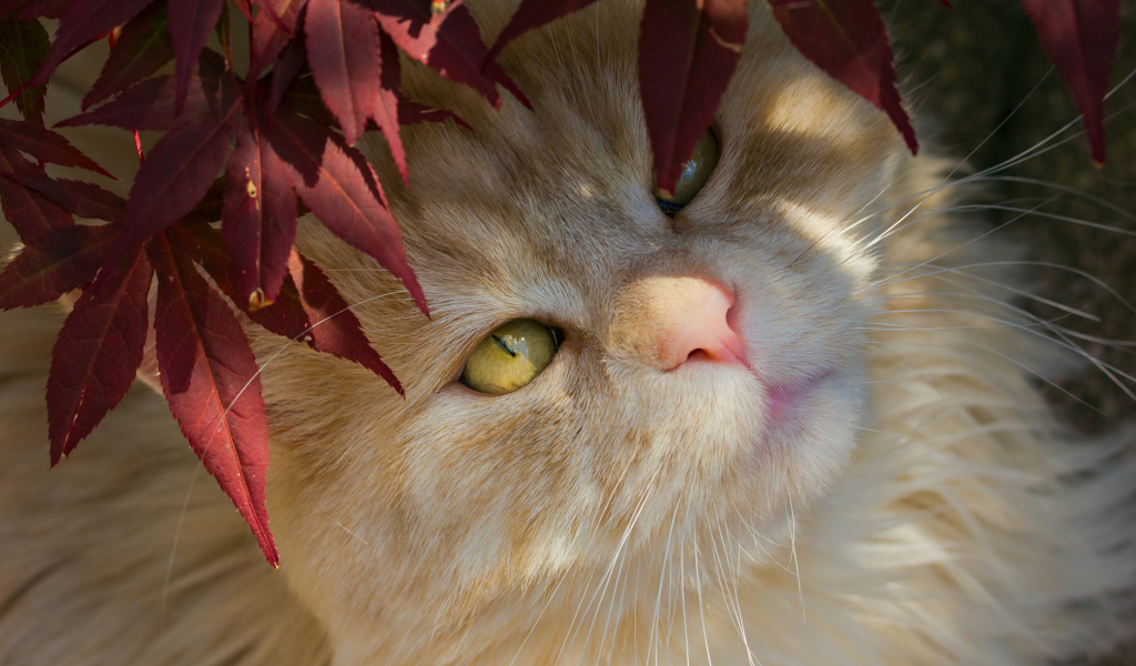 Рыжий кот с желтыми глазами в красных листьях 