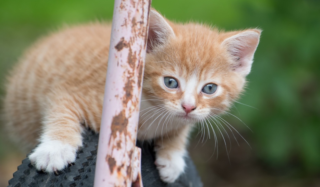 Рыжик котенок сидит на колесе