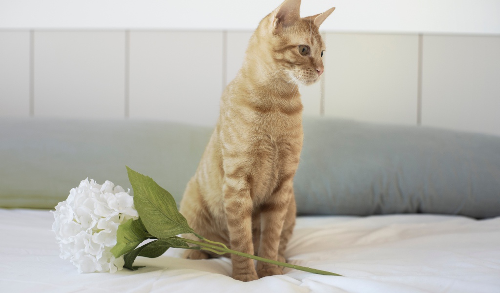 Рыжий котенок с цветком на кровати 