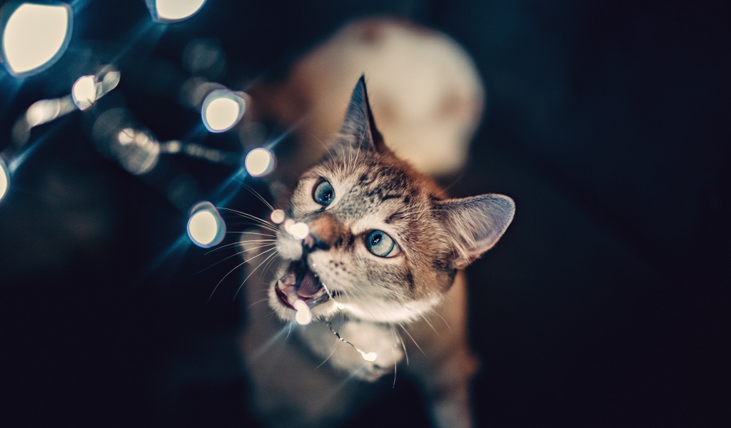 Серый кот кусает гирлянду 