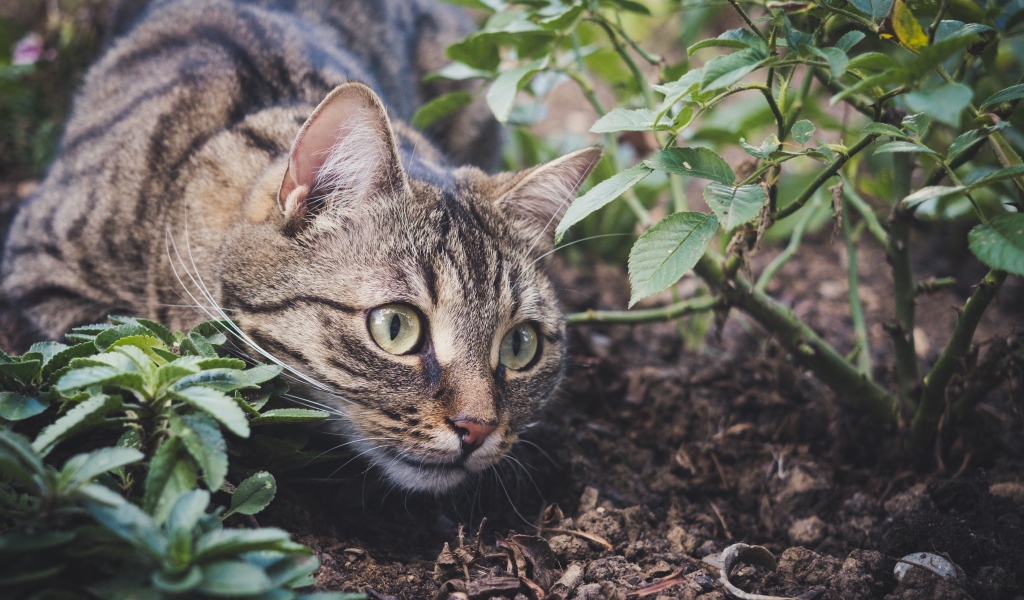 Серый кот прячется у куста с розами