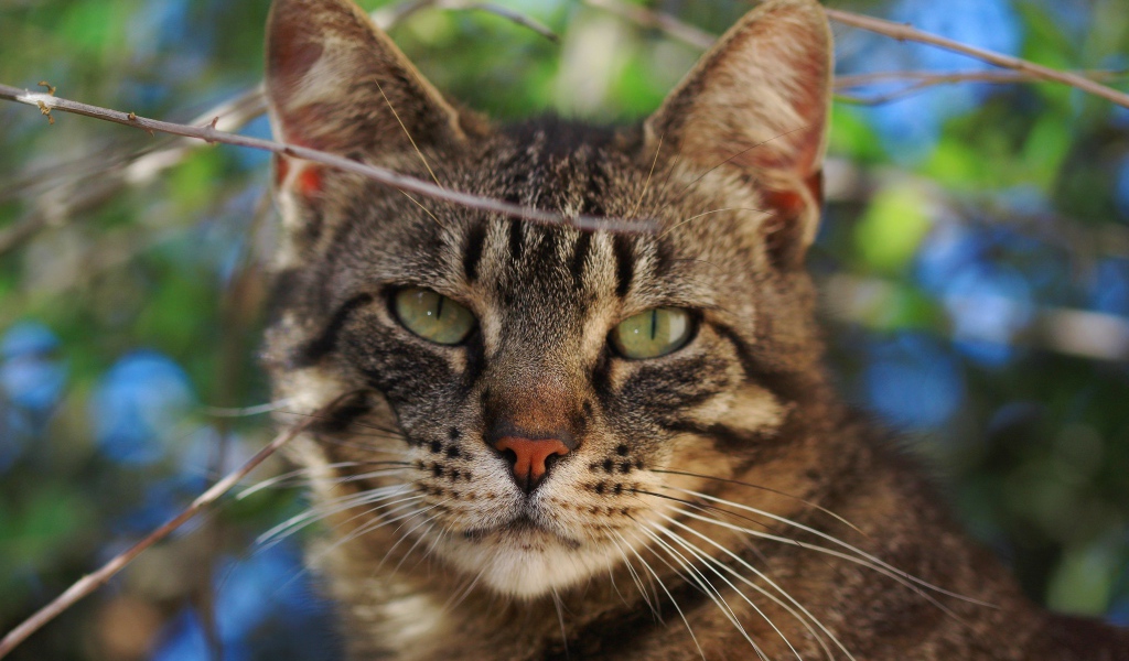 Серый кот в ветках крупным планом