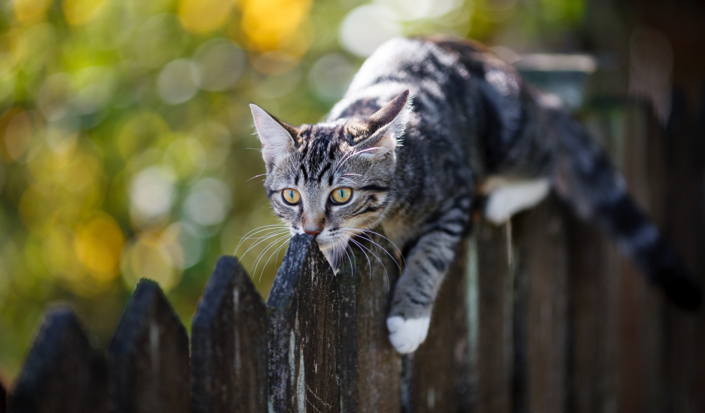 Серый кот лежит на деревянном заборе 
