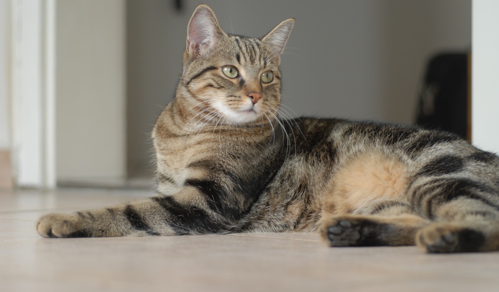 Серый кот лежит на полу 