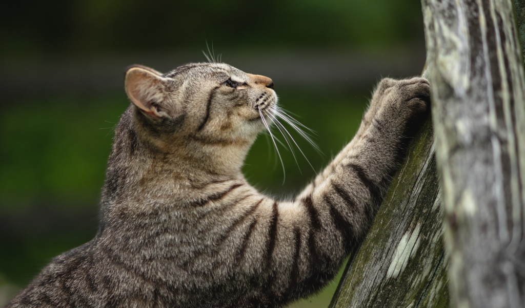 Серый кот точит когти об дерево 