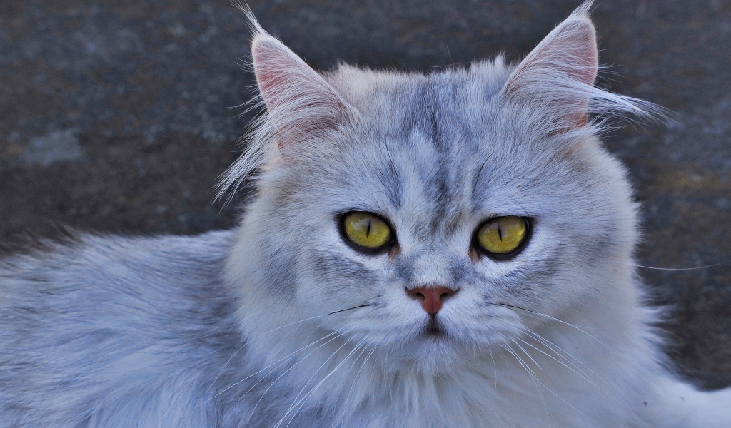 Серая кошка с желтыми глазами 