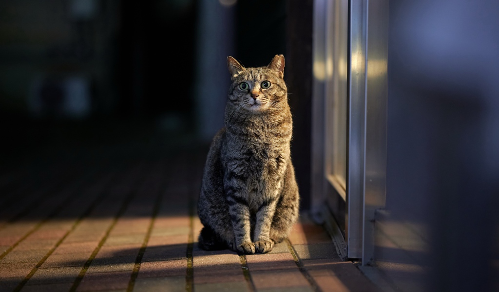 Серый домашний кот сидит у двери 