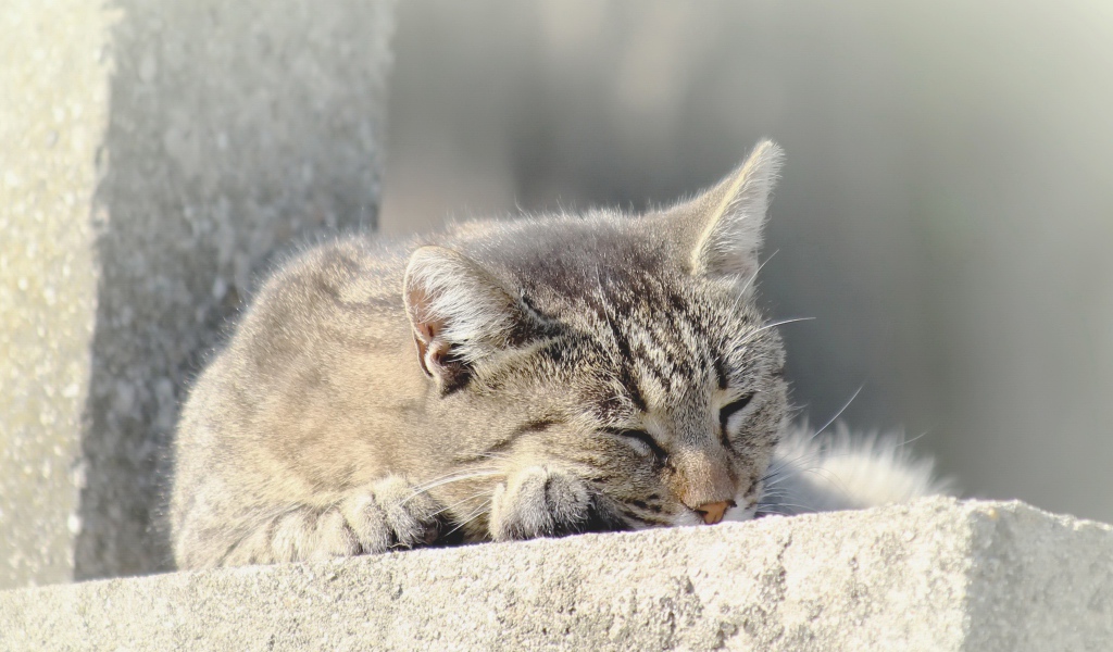 Серый домашний кот спит на улице