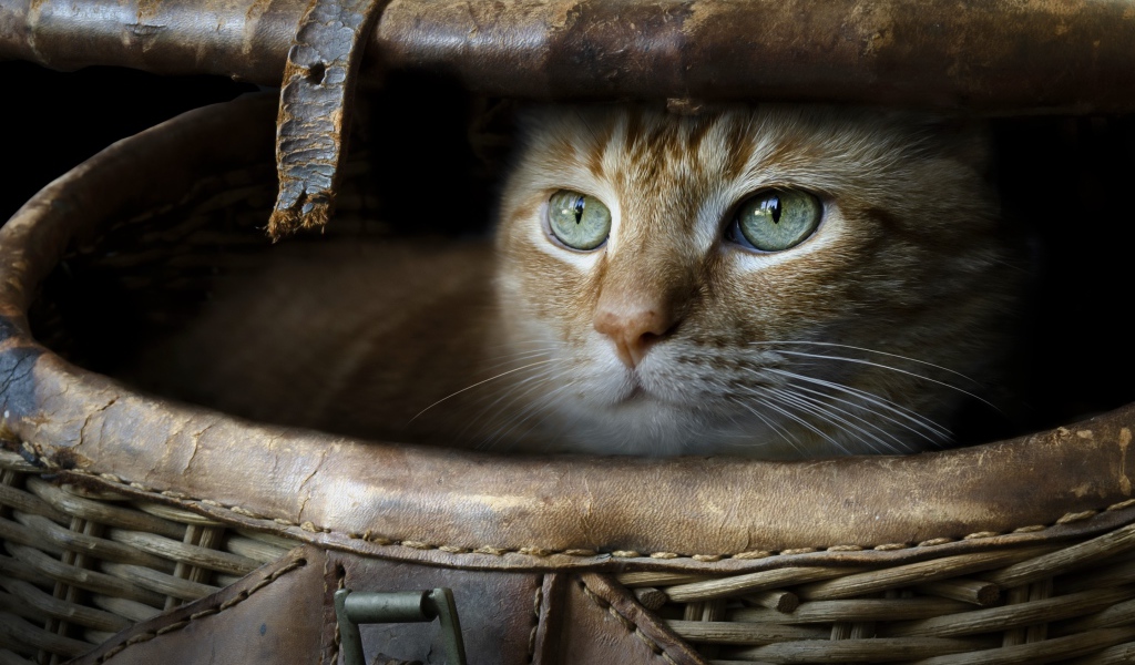 Зеленоглазый рыжий кот в корзине