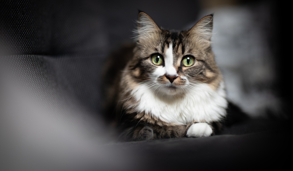 Зеленоглазый серый кот лежит на сером покрывале 