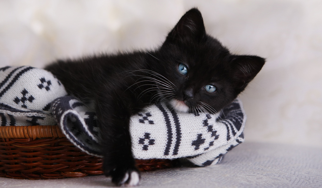 Маленький черный котенок лежит в корзинке 