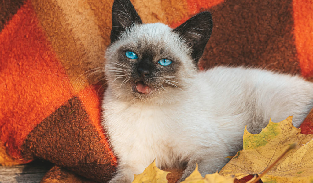 Маленький голубоглазый сиамский котенок лежит на одеяле