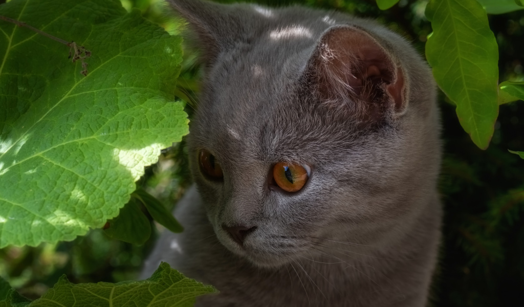 Маленький британский котенок в зеленых листьях