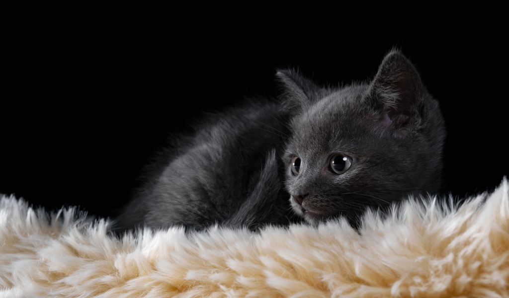 Маленький британский котенок лежит на меховой подстилке 