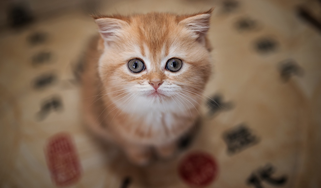 Маленький милый рыжий котенок крупным планом