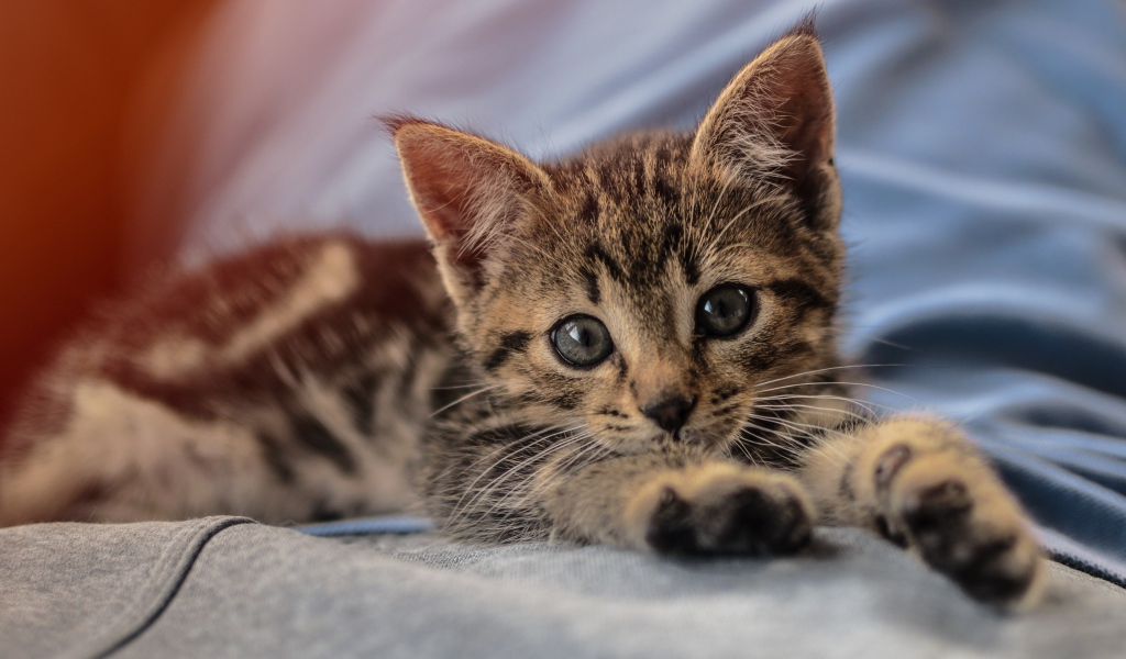 Маленький милый серый котенок лежит на руках