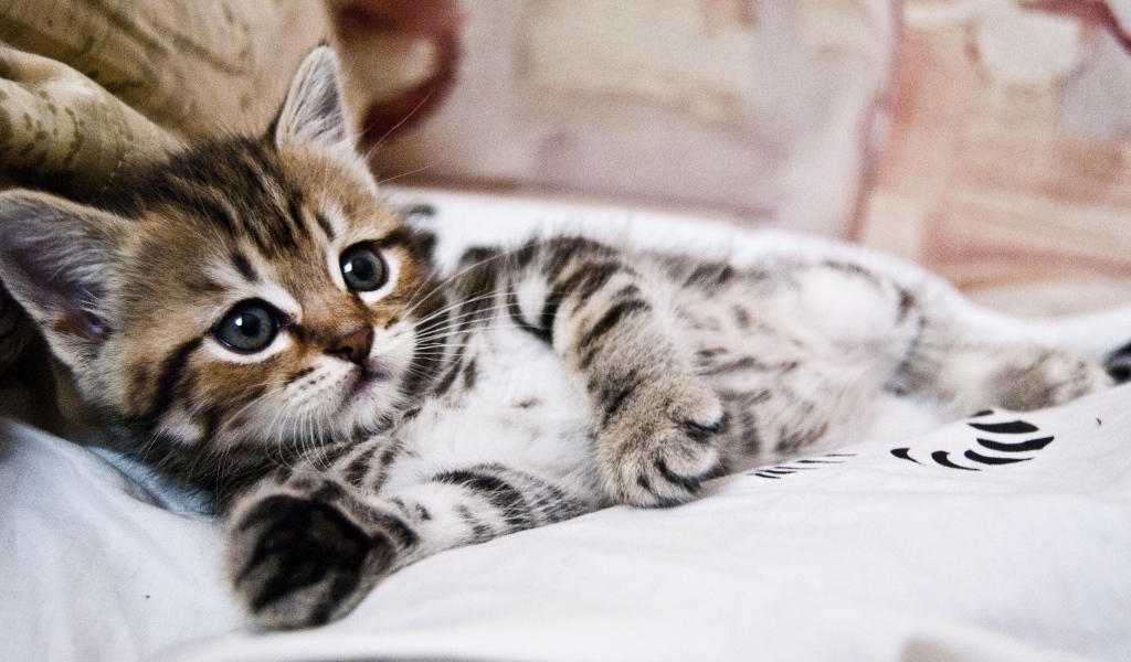 Маленький милый серый полосатый котенок лежит на кровати 