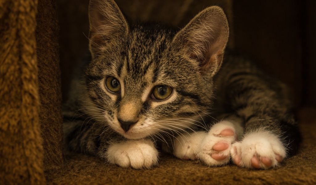 Маленький забавный серый котенок  в домике