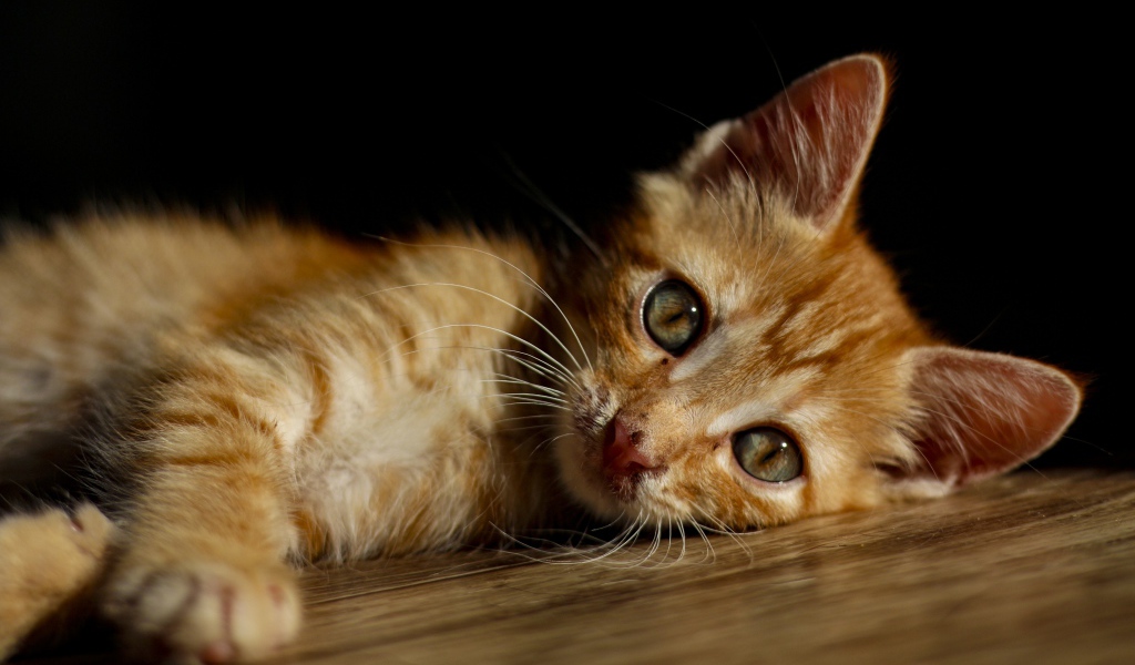 Little ginger kitten lies on the floor
