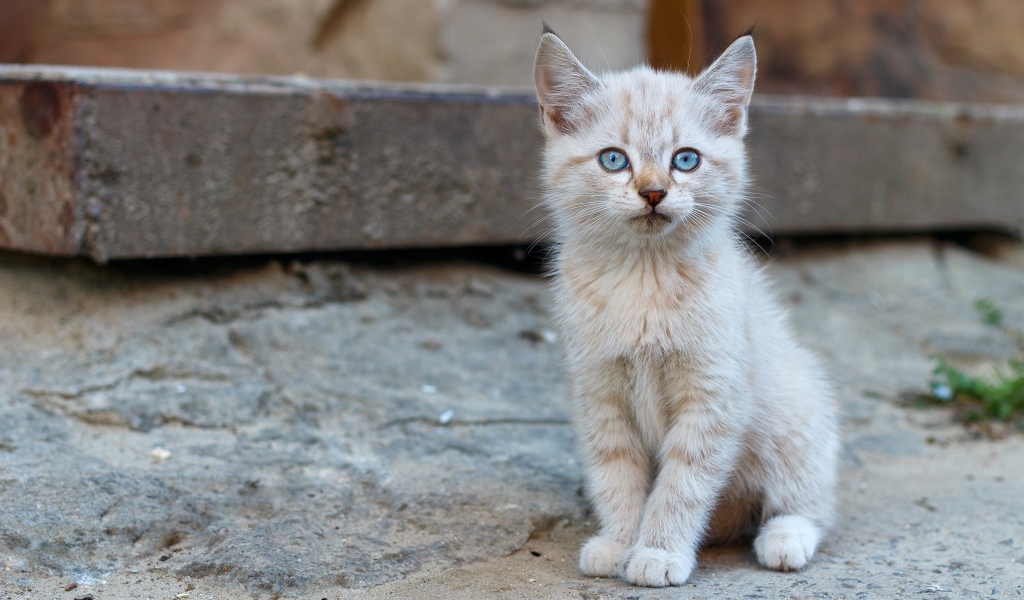Маленький рыжий бездомный котенок