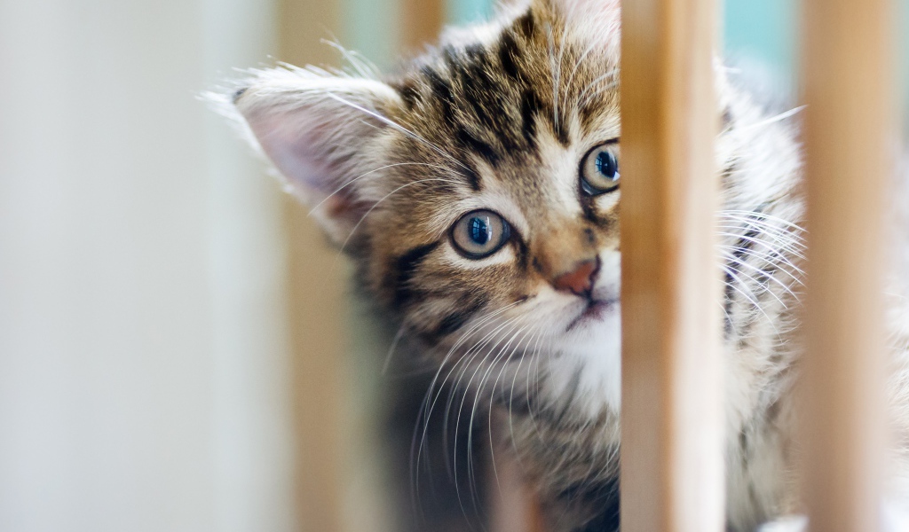 Маленький серый котенок играет 