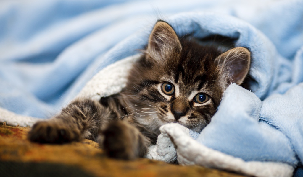 Маленький серый котенок лежит под голубым покрывалом