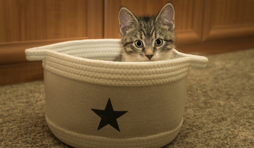 Маленький серый котенок на лежанке