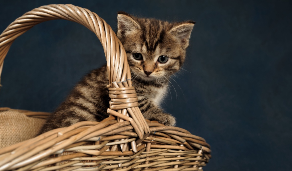 Маленький серый котенок сидит в плетеной корзине