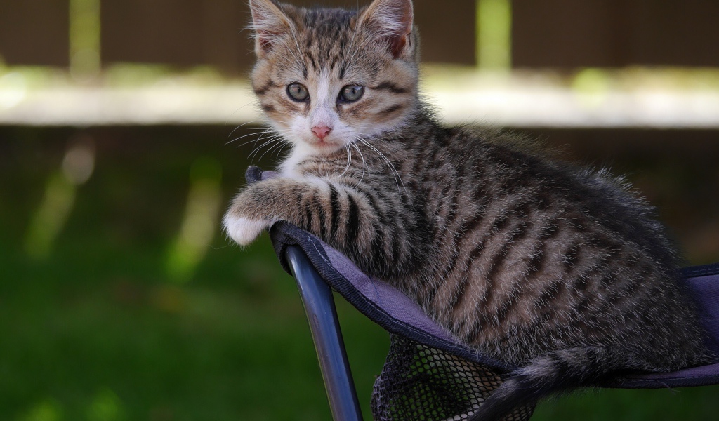 Маленький серый котенок сидит на стуле