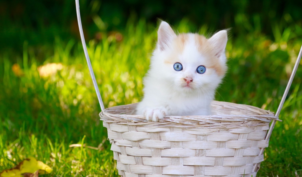 Маленький котенок в корзине на зеленой траве