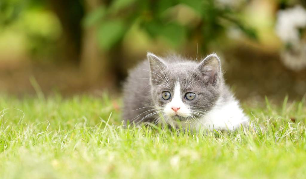 Маленький котенок лежит на зеленой траве