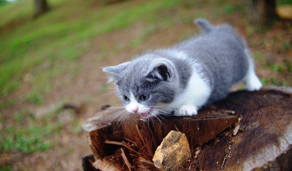 Маленький котенок кричит на старом пне