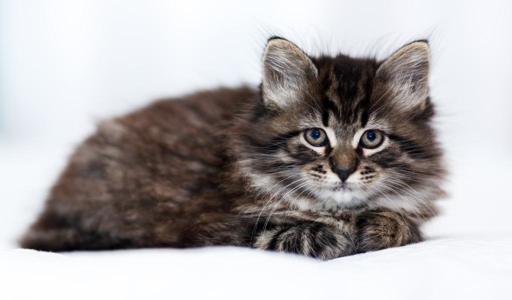 Маленький породистый серый котенок лежит на белом покрывале 