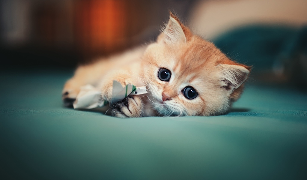 Маленький испуганный котенок играет на кровати 