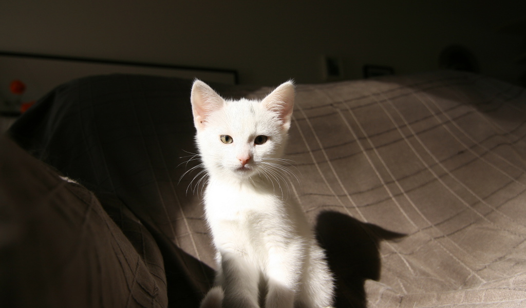 Маленький  белый котенок лежит на кровати 