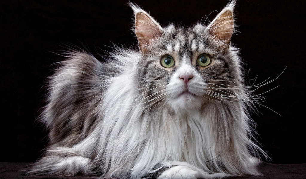 Большой кот породы мейн кун  на черном фоне