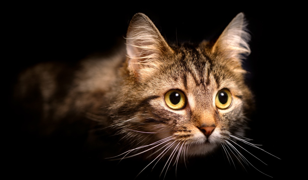 Морда пушистой серой кошки на черном фоне