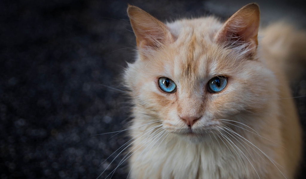 Морда рыжего голубоглазого кота крупным планом