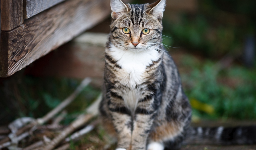 Задумчивый серый кот сидит на деревянной лавке