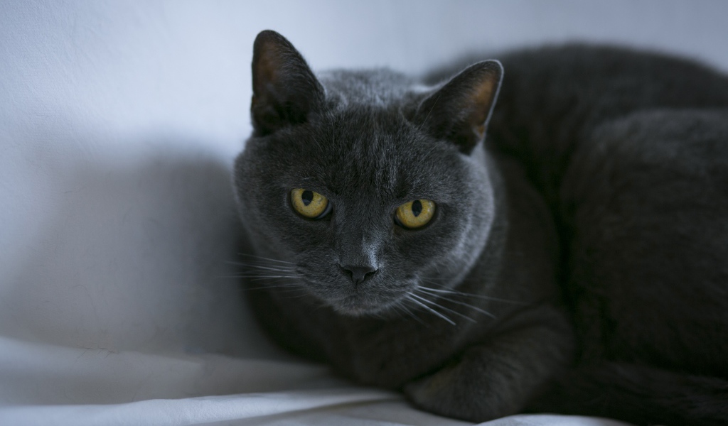 Породистый британский кот лежит на сером покрывале 